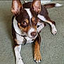 Raskal joined the competition — help win amazing prizes! dog, pet, canine, brown, white, ears, collar, indoor, carpet, paw, animal, cute, mammal, relaxed, laying, looking_up, fur, companion, domestic, friendly