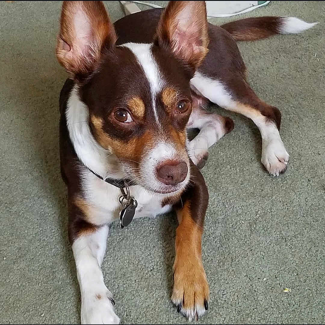 Raskal joined the competition — help win amazing prizes! animal, brown, canine, carpet, collar, companion, cute, dog, domestic, ears, friendly, fur, indoor, laying, looking_up, mammal, paw, pet, relaxed, white