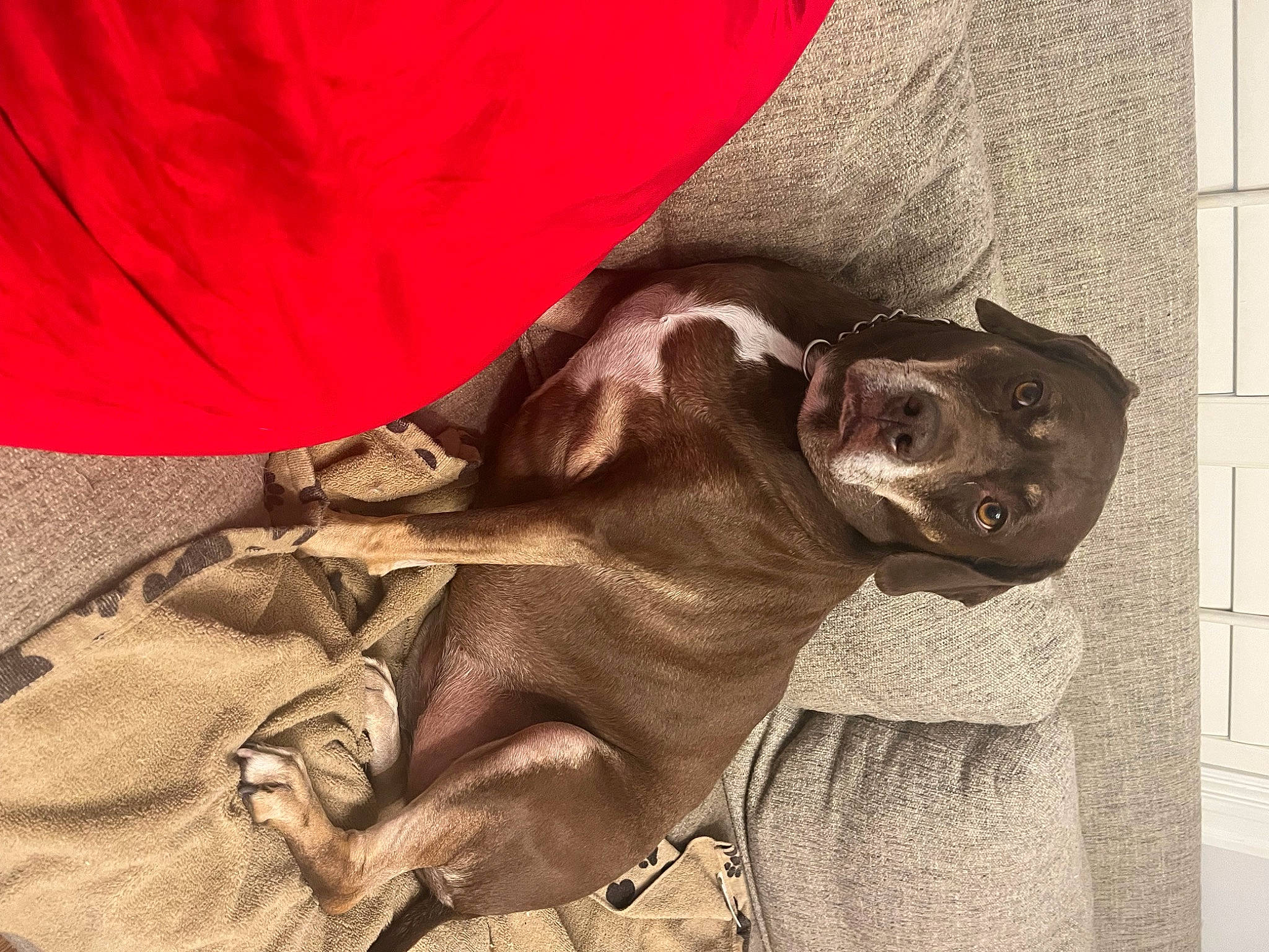 Juji is registered to the contest to win money with this photo: canidae, carnivore, collar, comfort, companion_dog, dog, dog_breed, dog_collar, dog_supply, fawn, fur, guard_dog, gun_dog, liver, pointing_breed, snout, sporting_group, weimaraner, working_animal, wrinkle