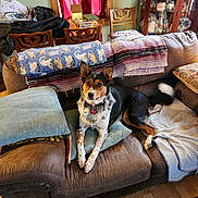 Baylee Roze joined the competition — help win amazing prizes! animal, black, blanket, brown, cabinet, couch, curtain, decor, dog, floor, furniture, home, indoor, living_room, pet, pillow, relaxed, white, window, wooden_chair