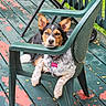 animal, black_and_tan, calm, chair, daylight, deck, dog, dog_tag, ears_up, fence, green_chair, leaves, looking_at_camera, outdoor, pet, plastic_chair, relaxed, resting, spotted_paws, weathered_deck