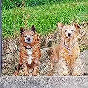 My Babies joined the competition — help win amazing prizes! dog, three_dogs, outdoor, grass, concrete, chair, american_flag, pot, collar, tag, pet, animal, alert, fur, canine, nature, yard, stone_wall, daylight, posing