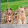 alert, american_flag, animal, canine, chair, collar, concrete, daylight, dog, fur, grass, nature, outdoor, pet, posing, pot, stone_wall, tag, three_dogs, yard