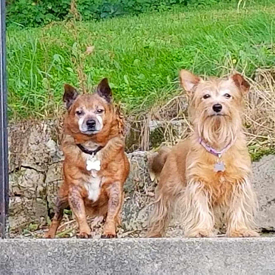 My Babies joined the competition — help win amazing prizes! dog, three_dogs, outdoor, grass, concrete, chair, american_flag, pot, collar, tag, pet, animal, alert, fur, canine, nature, yard, stone_wall, daylight, posing