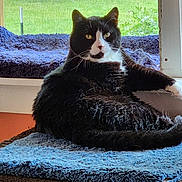 Howler is registered to the contest to win money with this photo: cat, tuxedo_cat, pet, window, windowsill, blanket, mat, bedding, indoor, lounging, fur, whiskers, green_background, tree, portrait, relaxed, cozy, yellow_eyes, plush, home