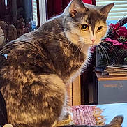 Khali is registered to the contest to win money with this photo: cat, indoor, table, window, curtain, blinds, flower, decor, walmart_box, yellow_eyes, gray_fur, white_fur, pet, feline, tail, pink_mat, household, cozy, sitting, domestic