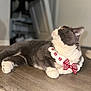 cat, gray_cat, white_cat, pet, animal, floor, wooden_floor, collar, bow_tie, indoor, feline, cute, domestic_animal, whiskers, ears, paw, looking_up, relaxed, mammal, house_pet