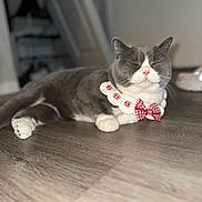 Yumi is registered to the contest to win money with this photo: cat, gray_cat, white_paws, pink_nose, collar, bow_tie, floor, wooden_floor, indoor, pet, sleeping_cat, relaxed, cute, feline, domestic_cat, close_up, animal, resting, whiskers, house