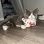 cat, gray_cat, white_paws, pink_nose, collar, bow_tie, floor, wooden_floor, indoor, pet, sleeping_cat, relaxed, cute, feline, domestic_cat, close_up, animal, resting, whiskers, house