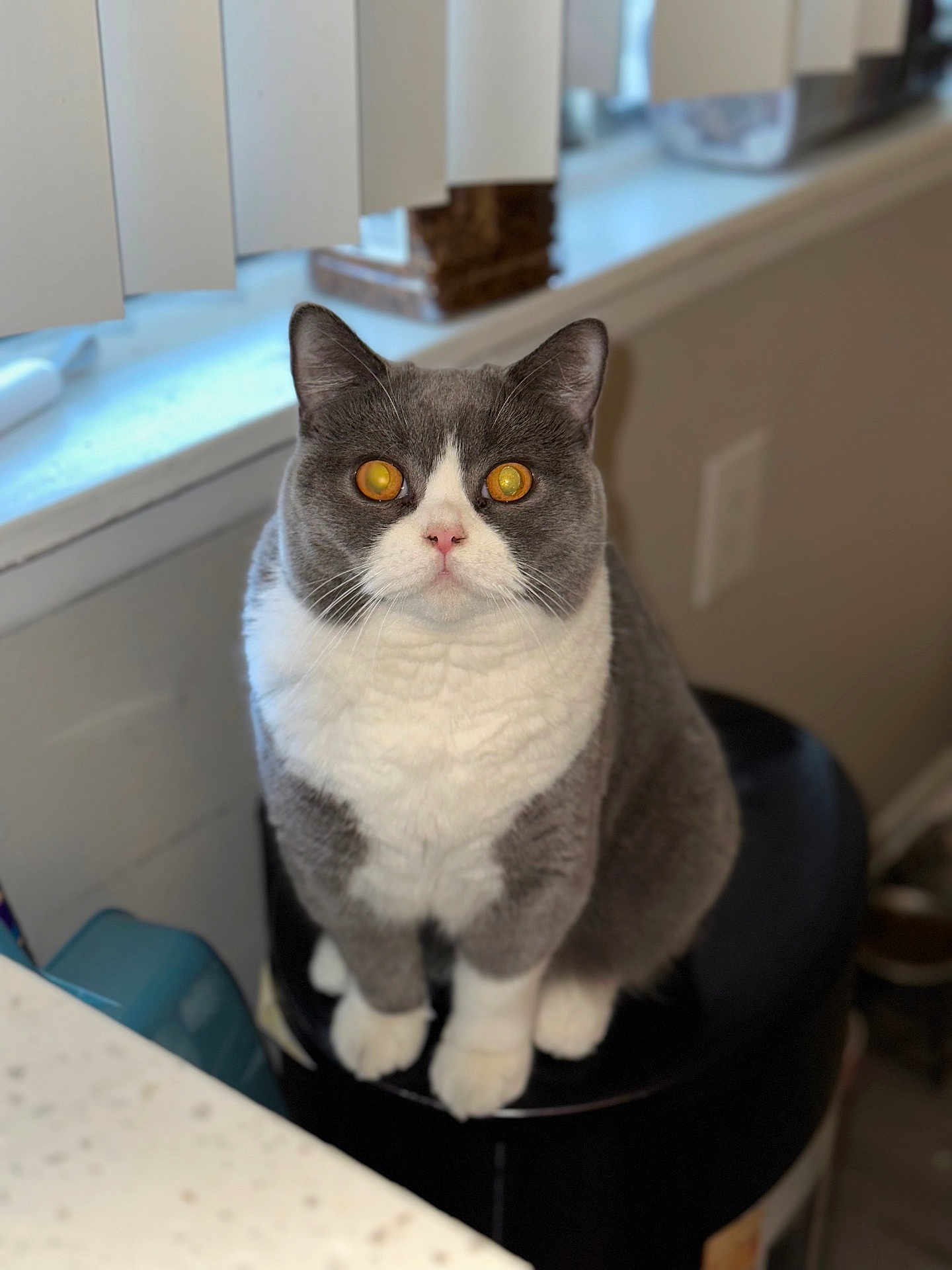 Yumi is registered to the contest to win money with this photo: cat, gray_cat, white_cat, pet, indoor, stool, window, blinds, curious, feline, sitting, golden_eyes, whiskers, cute, domestic_cat, fluffy, animal, mammal, portrait, closeup