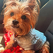 Paul Jr Jr is registered to the contest to win money with this photo: animal, blue_sweater, car_seat, collar, companion, cozy, cute, dog, ears, fur, indoor, knitted_sweater, looking_up, pet, polka_dots, portrait, red_blanket, small_dog, tag, yorkshire_terrier