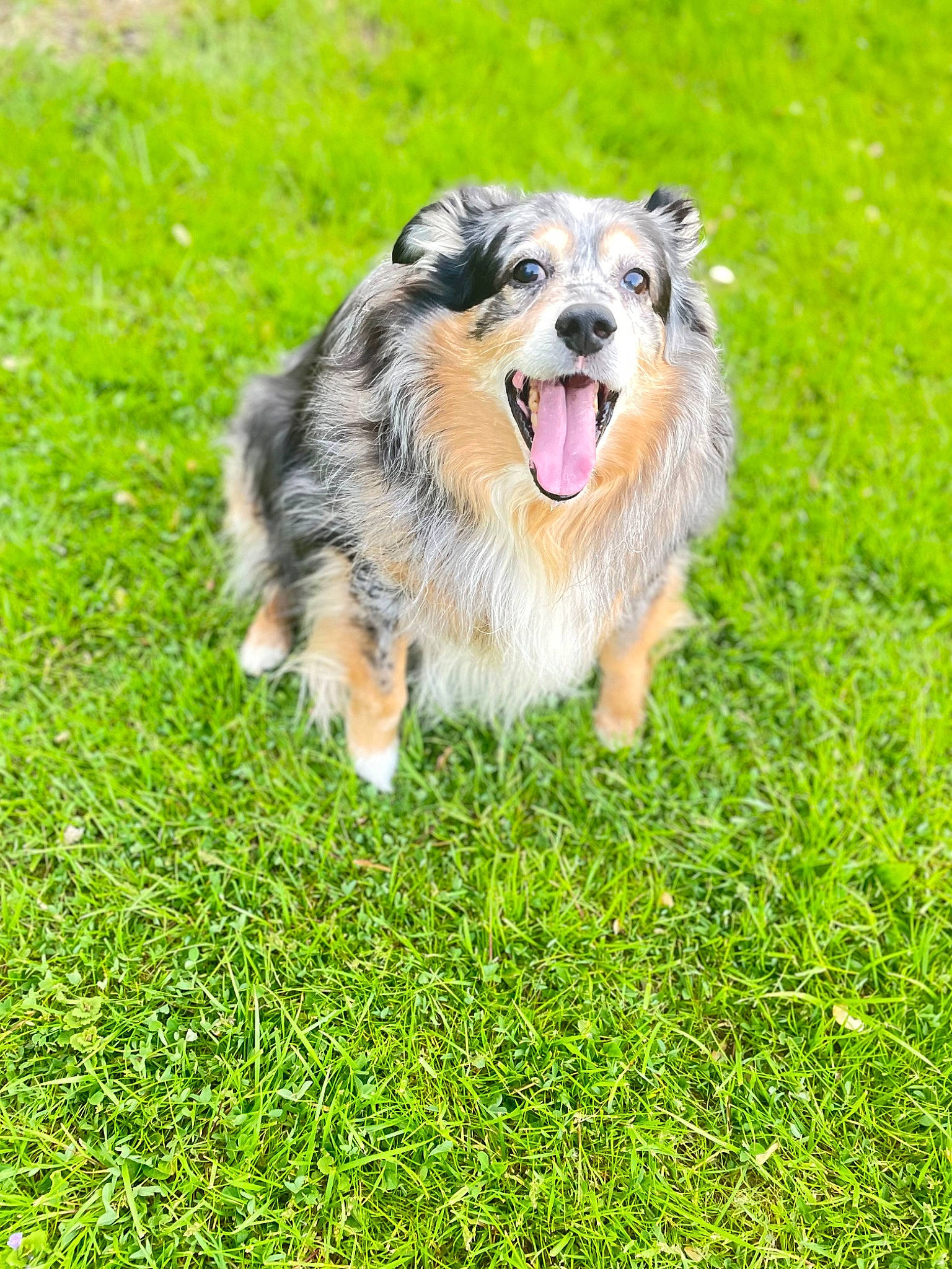 Max is registered to the contest to win money with this photo: canidae, carnivore, collie, companion_dog, dog, dog_breed, grass, grassland, groundcover, happy, herding_dog, plant, scotch_collie, smile, snout, sporting_group, terrestrial_animal, whiskers, wildlife, working_dog