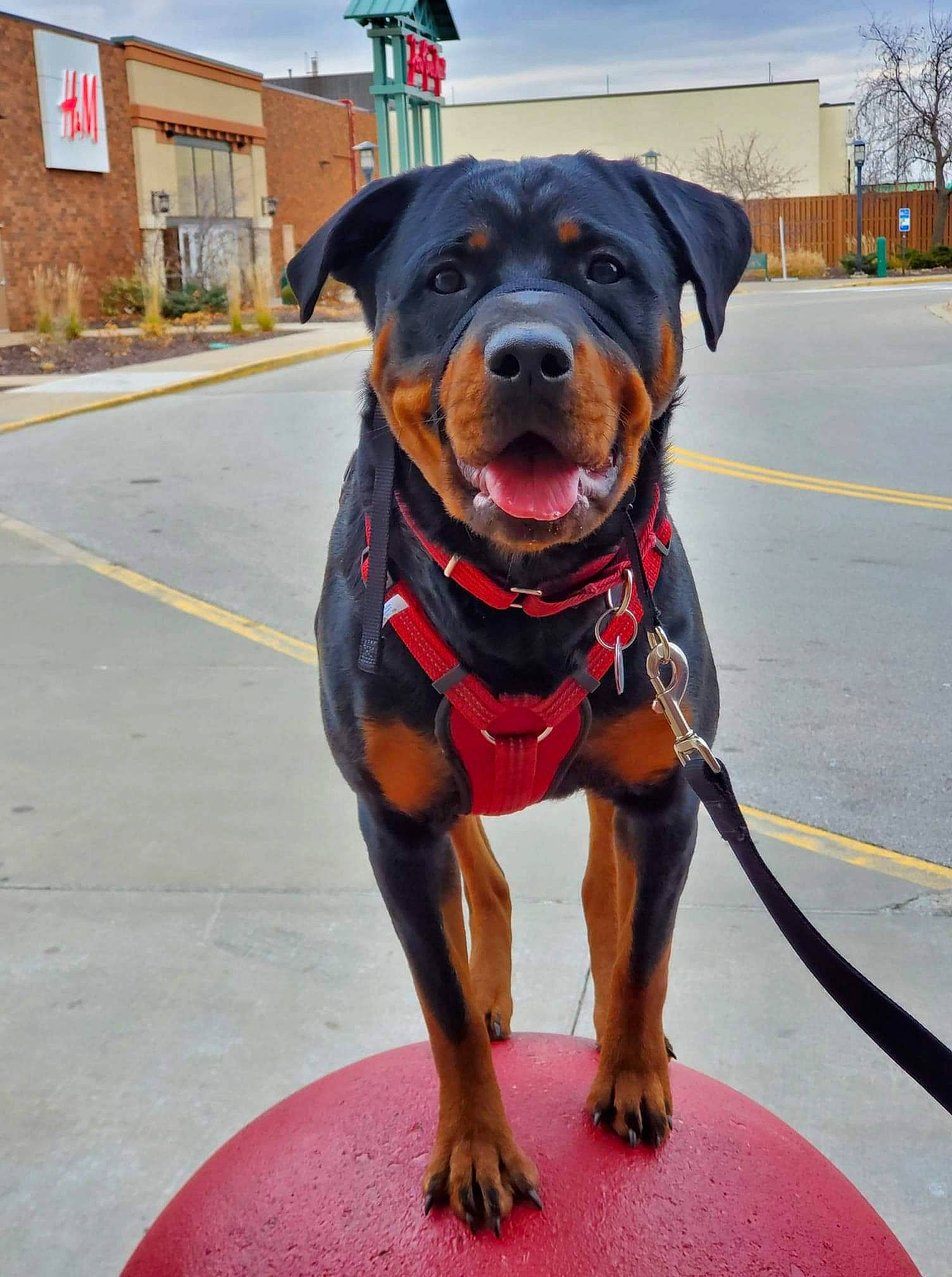 Nita Ann joined the competition — help win amazing prizes! asphalt, canidae, carnivore, collar, companion_dog, dog, dog_breed, dog_clothes, dog_collar, dog_supply, guard_dog, hunting_dog, leash, mammal, pet_supply, rottweiler, snout, sporting_group, working_animal, working_dog
