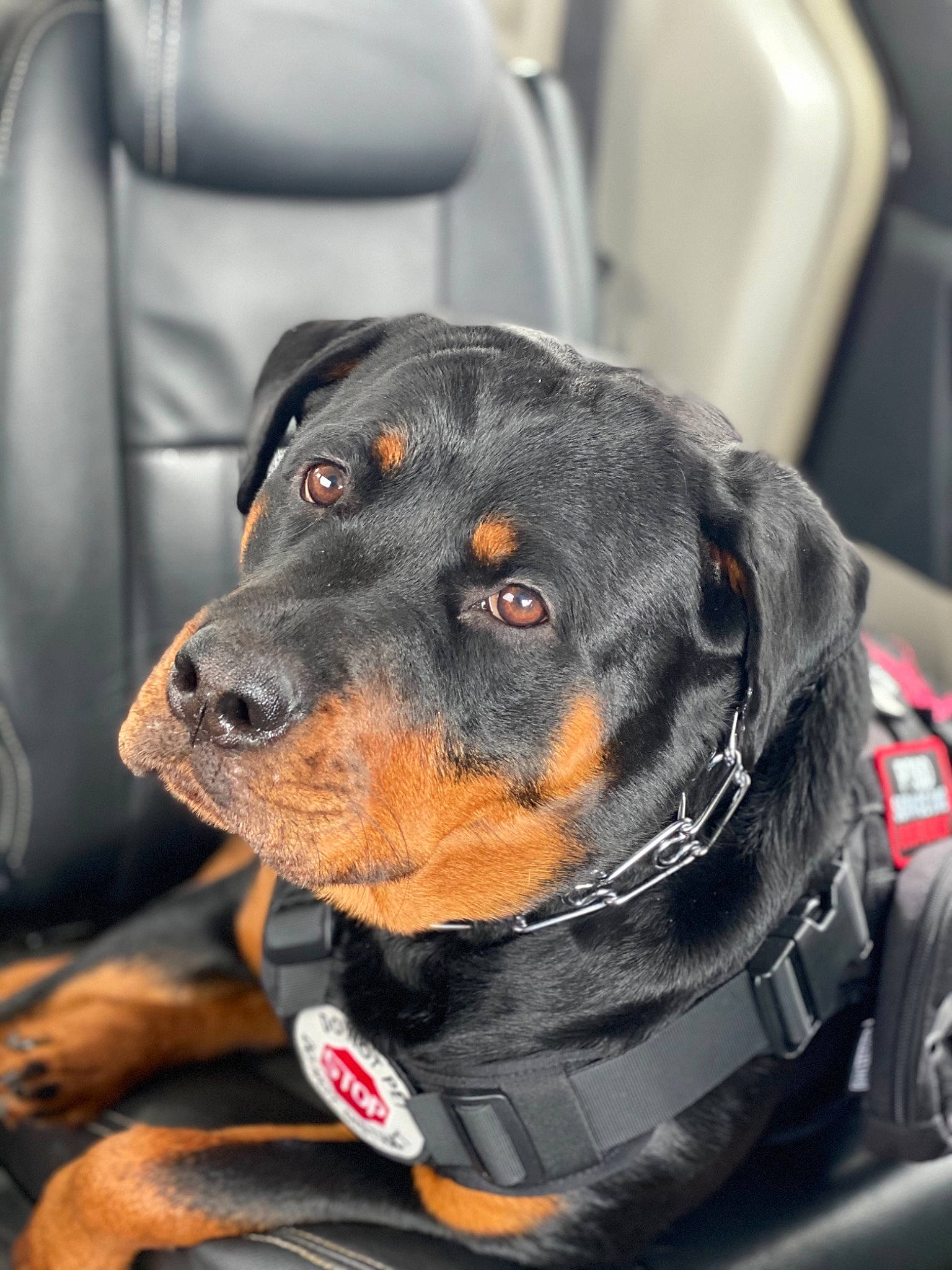 Nita Ann is registered to the contest to win money with this photo: canidae, car_seat, carnivore, collar, companion_dog, dog, dog_breed, dog_collar, dog_supply, fur, hunting_dog, leash, mammal, pet_supply, snout, sporting_group, vehicle_door, vertebrate, whiskers, working_animal