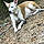 Daisey