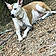 Daisey