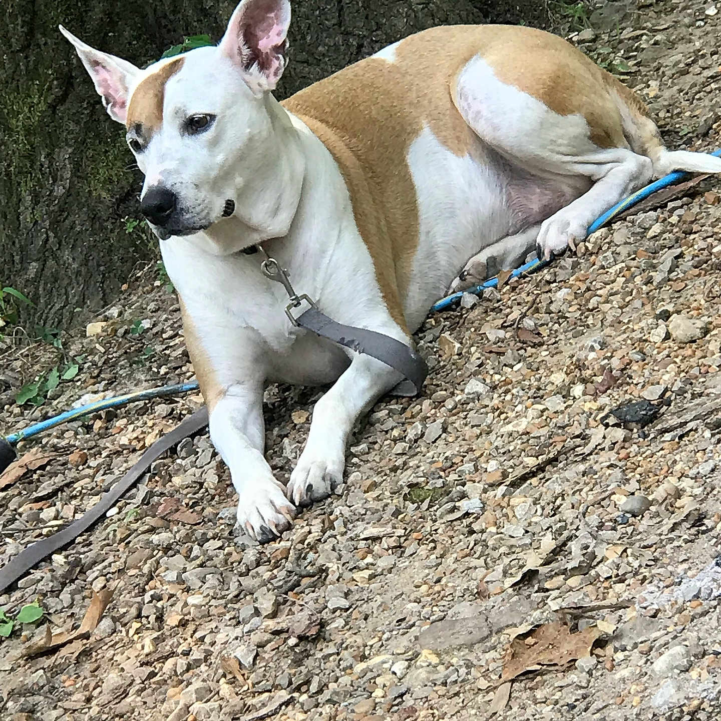 Daisey