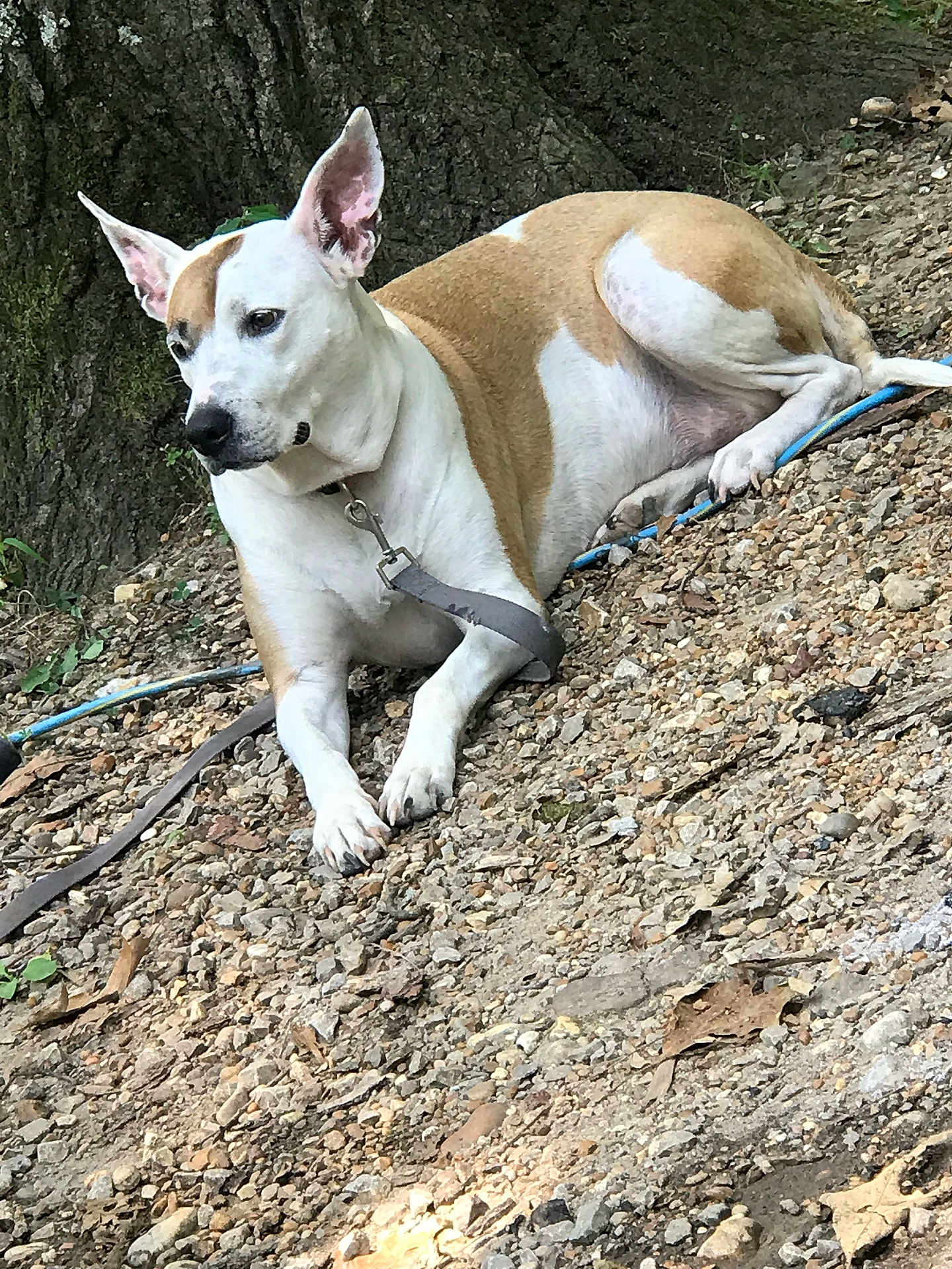 Daisey