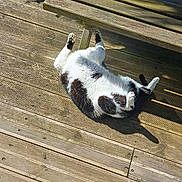 Piwi participe au concours pour gagner de l'argent avec cette photo : cat, black_and_white, lying_down, wooden_deck, sunlight, shadow, outdoor, bench, playful, relaxed, pet, animal, fur, paw, daylight, nature, resting, domestic_cat, sunbathing, summer