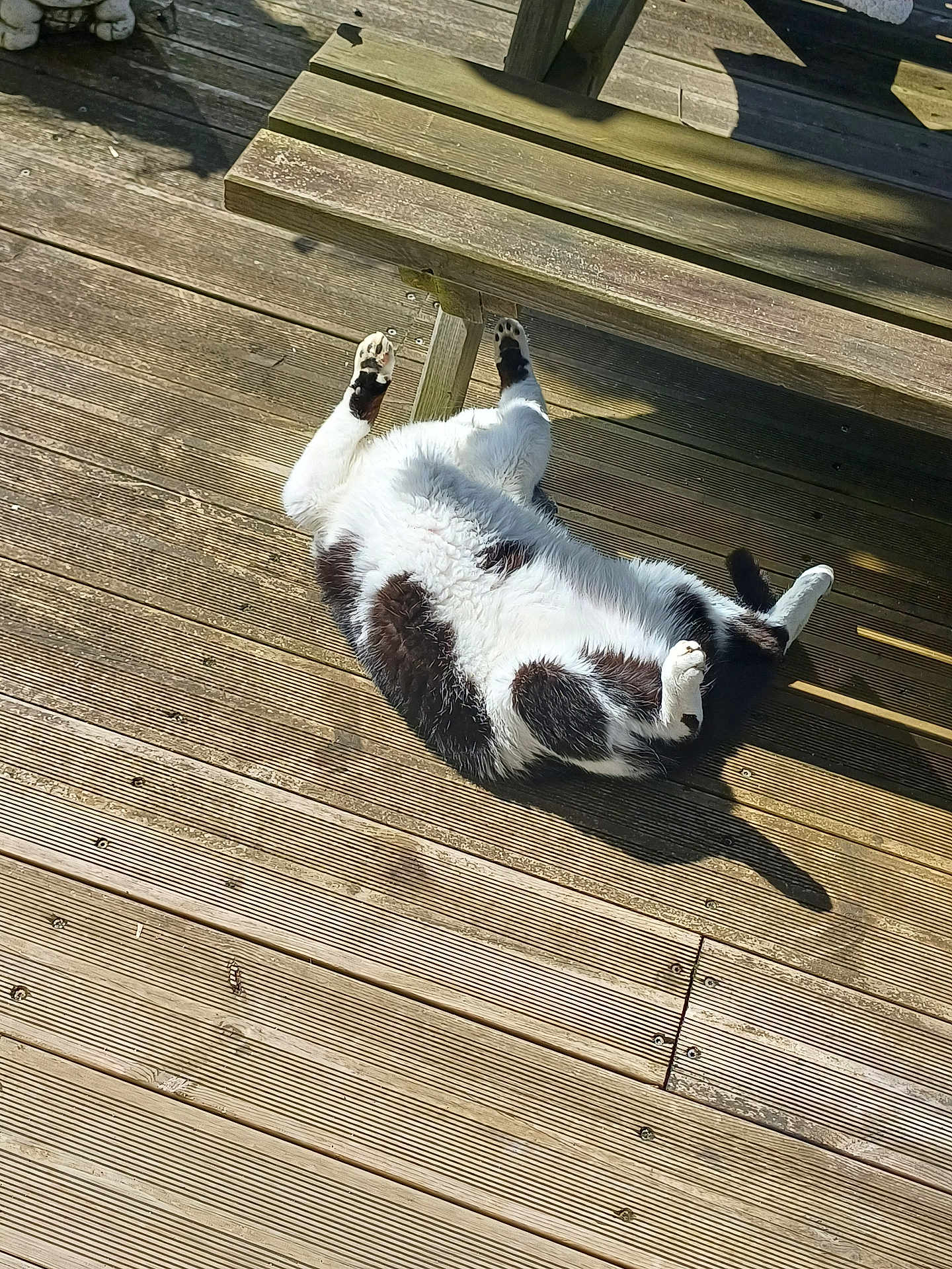 Piwi participe au concours pour gagner de l'argent avec cette photo : cat, black_and_white, lying_down, wooden_deck, sunlight, shadow, outdoor, bench, playful, relaxed, pet, animal, fur, paw, daylight, nature, resting, domestic_cat, sunbathing, summer