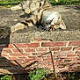 Luciole participe au concours pour gagner de l'argent avec cette photo : cat, tabby, animal, pet, outdoor, sunlight, grass, brick_wall, concrete, relaxed, stretching, paw, whiskers, nature, garden, flower, plant, daylight, mammal, feline