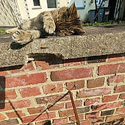 Luciole participe au concours pour gagner de l'argent avec cette photo : cat, tabby, sleeping, paw, brick_wall, sunlight, outdoor, building, shadow, relaxing, pet, animal, feline, daylight, texture, resting, nature, quiet, lazy, home