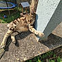 Luciole a rejoint le concours — aidez-le/la à gagner de superbes lots ! cat, tabby, paw, stretching, concrete, pillar, stone, garden, grass, plants, birdhouse, trampoline, outdoor, sunlight, shadow, animal, pet, relaxed, feline, nature