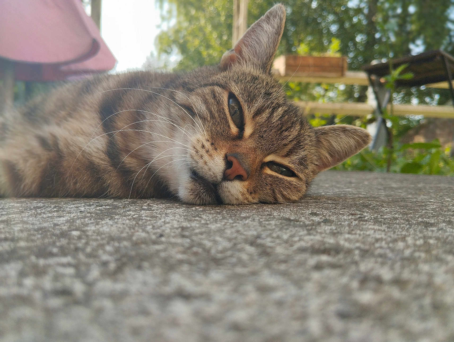 Luciole a rejoint le concours — aidez-le/la à gagner de superbes lots ! cat, tabby, close_up, outdoor, relaxed, lying_down, whiskers, fur, nature, garden, greenery, texture, animal, pet, sleepy, face, ears, daylight, calm, resting