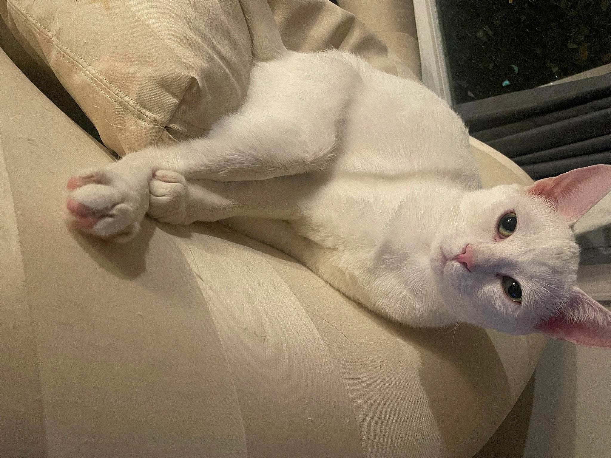 El Chapo joined the competition — help win amazing prizes! carnivore, cat, comfort, domestic_short_haired_cat, elbow, felidae, flesh, foot, fur, gesture, human_leg, knee, leg, metal, nail, small_to_medium_sized_cats, tail, terrestrial_animal, whiskers, wrist