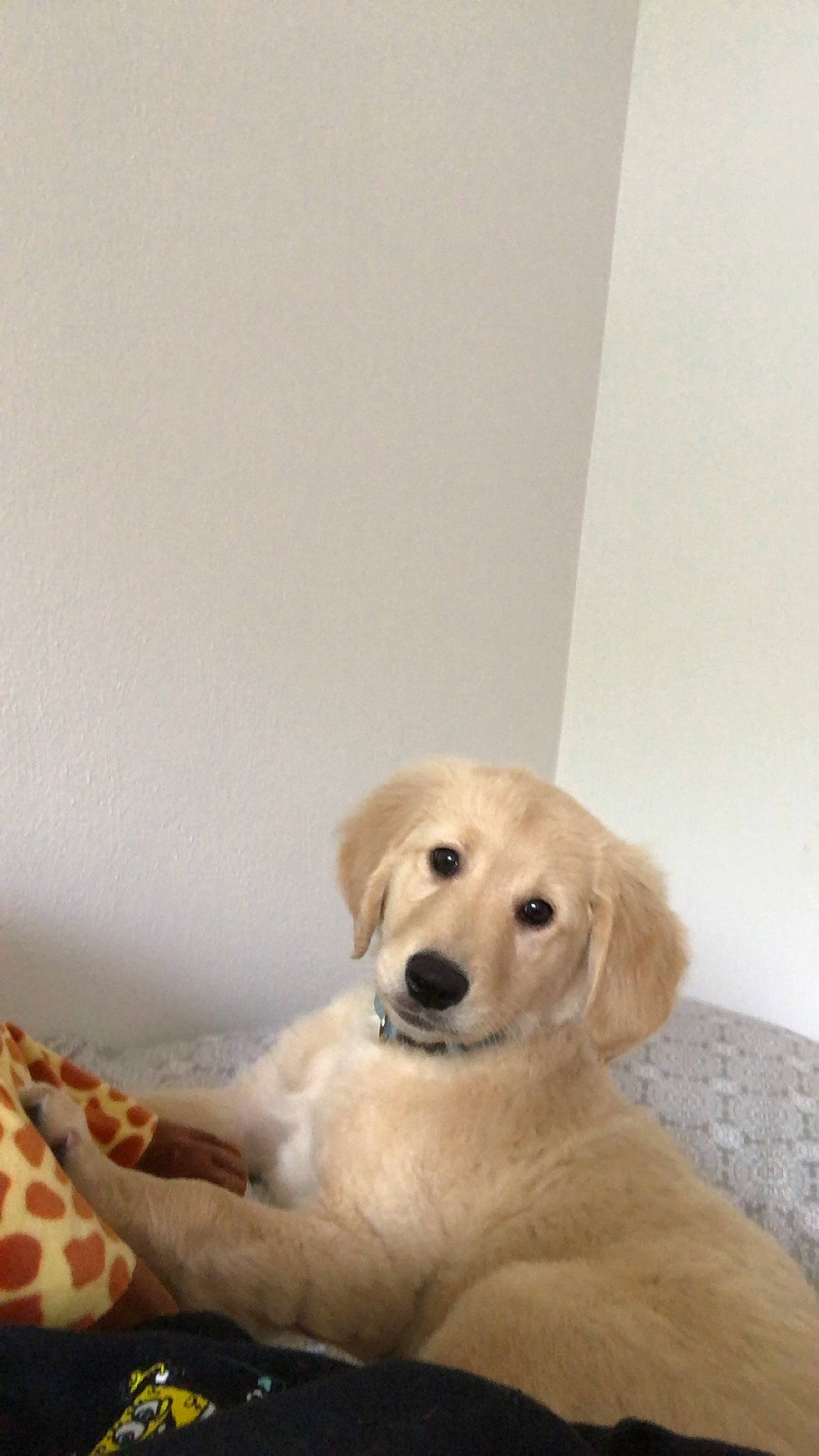 Rocky joined the competition — help win amazing prizes! canidae, carnivore, comfort, companion_dog, dog, dog_breed, dog_supply, fawn, flooring, fur, happy, natural_material, paw, pet_supply, sitting, smile, snout, sporting_group, whiskers, working_animal