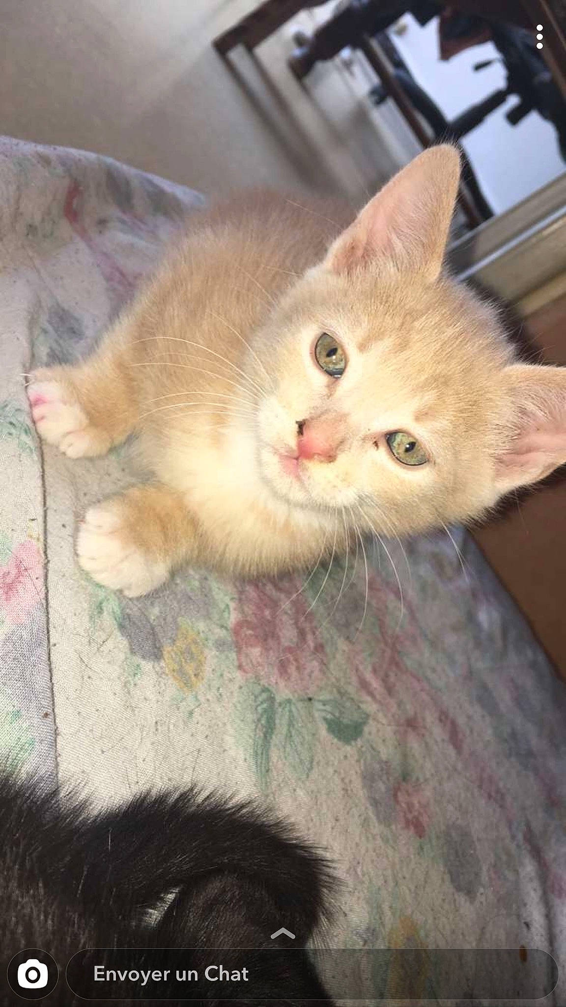 Simba a rejoint le concours — aidez-le/la à gagner de superbes lots ! aegean_cat, arabian_mau, asian, carnivore, cat, domestic_short_haired_cat, european_shorthair, eye, fawn, felidae, german_rex, kitten, mammal, ojos_azules, polydactyl_cat, singapura, small_to_medium_sized_cats, tabby_cat, tail, whiskers