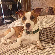 Cujo joined the competition — help win amazing prizes! accessories, animal, bostonbull, boxer, bulldog, canine, clapperboard, collar, dog, frenchbulldog, hound, indoors, interiordesign, pet, pitbull, puppy, snout, terrier, text, whitedog