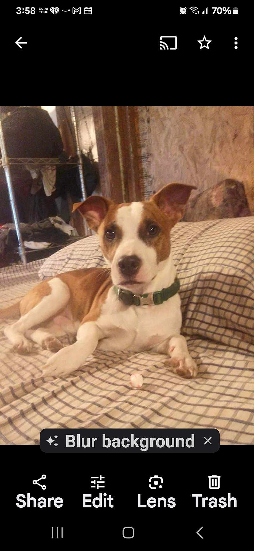 Cujo joined the competition — help win amazing prizes! accessories, animal, bostonbull, boxer, bulldog, canine, clapperboard, collar, dog, frenchbulldog, hound, indoors, interiordesign, pet, pitbull, puppy, snout, terrier, text, whitedog