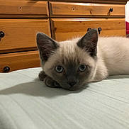 Oswald joined the competition — help win amazing prizes! kitten, cat, animal, pet, bed, feline, blue_eyes, indoor, wooden_drawers, furniture, cute, lying_down, resting, domestic_animal, young_cat, curious, whiskers, ears, soft_fur, close_up