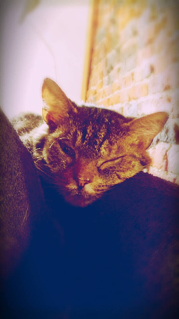 Bulle participe au concours pour gagner de l'argent avec cette photo : carnivore, cat, claw, cloud, comfort, domestic_short_haired_cat, ear, felidae, fur, mammal, paw, small_to_medium_sized_cats, snout, square, tail, terrestrial_animal, whiskers, wildlife, window, wood