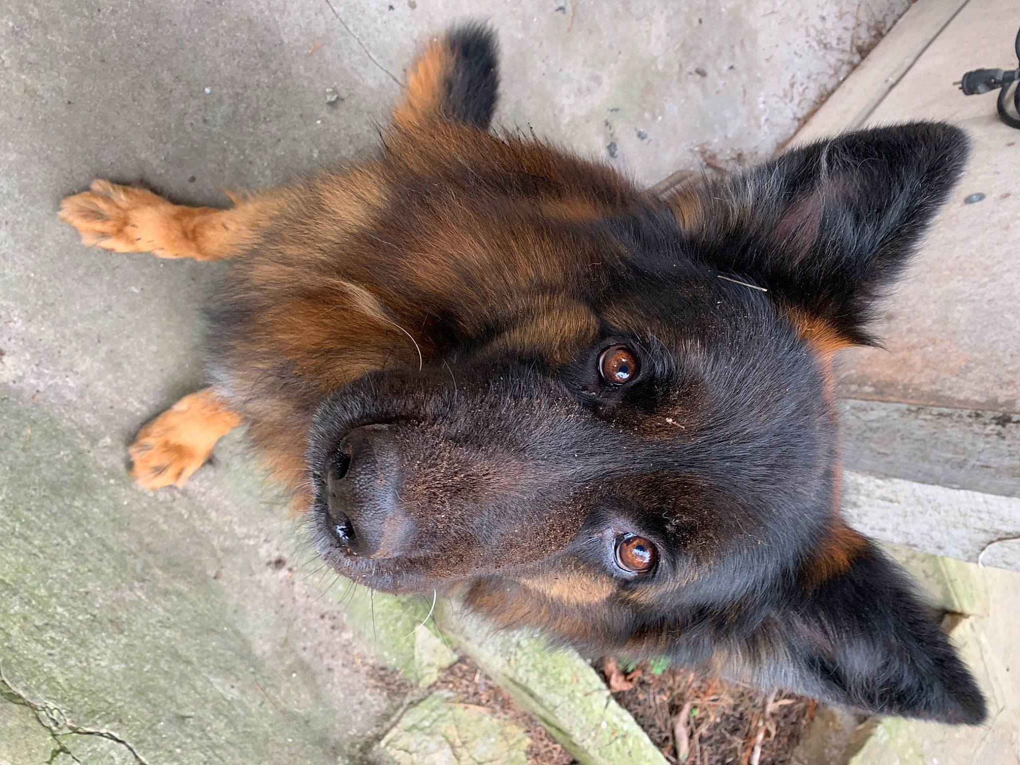 Newton a rejoint le concours — aidez-le/la à gagner de superbes lots ! canidae, carnivore, dog, dog_breed, fur, king_shepherd, liver, old_german_shepherd_dog, paw, snout, sporting_group, terrestrial_animal, whiskers, working_animal