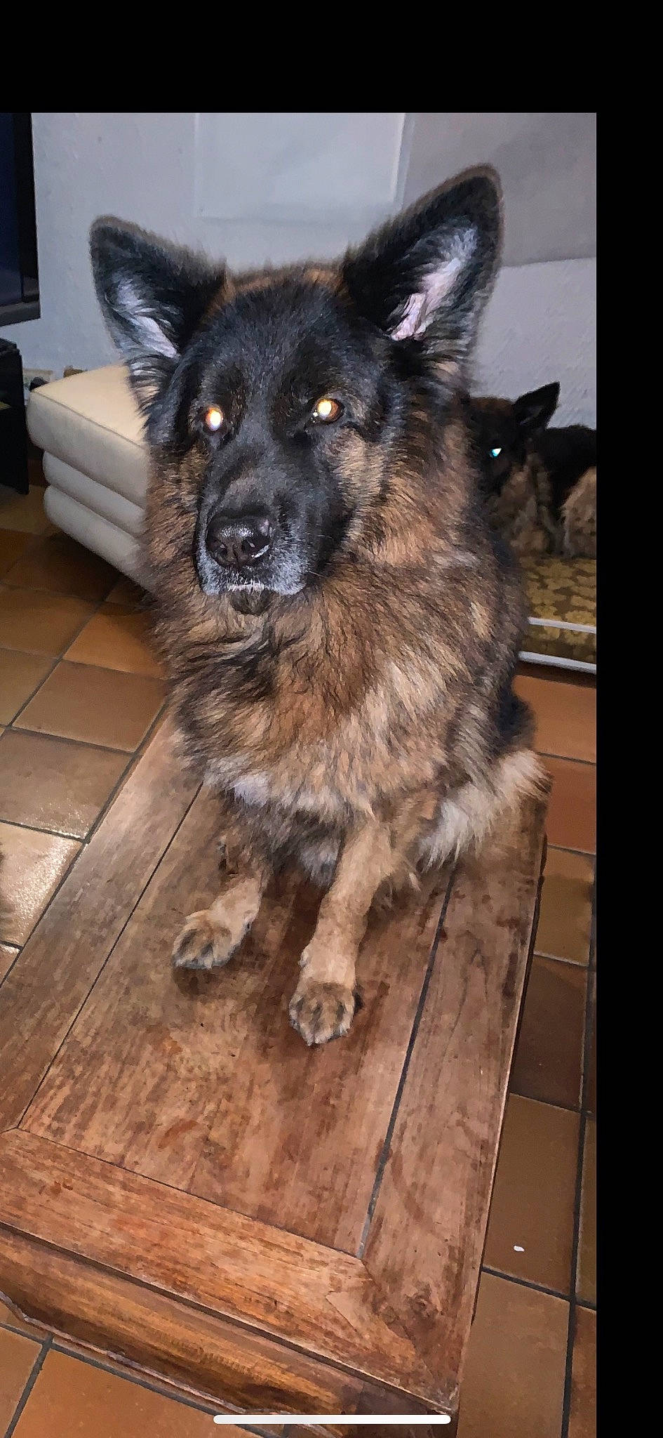 Newton participe au concours pour gagner de l'argent avec cette photo : canidae, carnivore, companion_dog, couch, dog, dog_breed, east_european_shepherd, flooring, fur, german_shepherd_dog, hardwood, herding_dog, king_shepherd, plank, sporting_group, varnish, wood, wood_flooring, wood_stain, working_animal