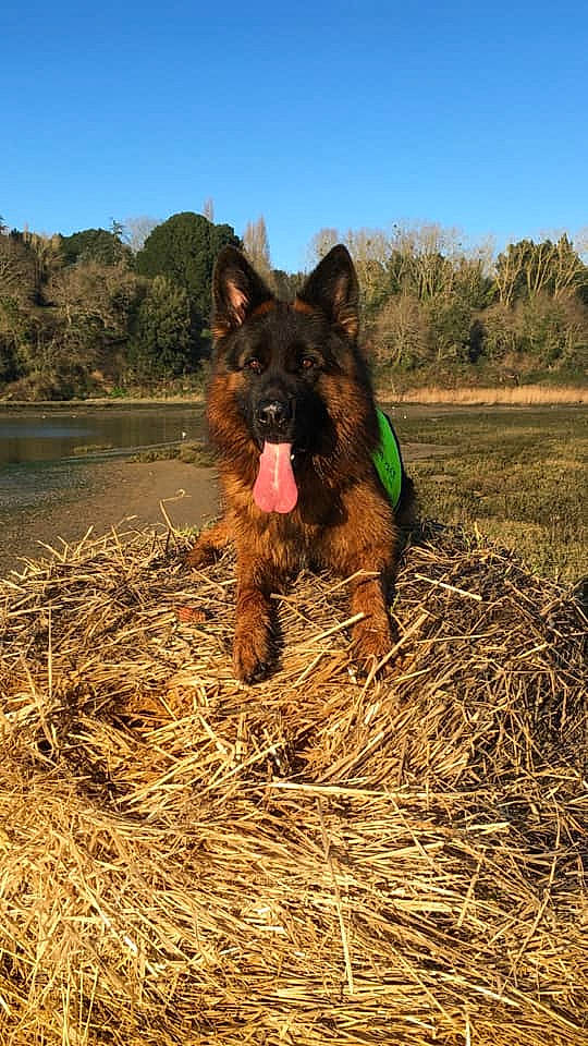 Newton a rejoint le concours — aidez-le/la à gagner de superbes lots ! bohemian_shepherd, cairn_terrier, canidae, carnivore, dog, dog_breed, dutch_shepherd_dog, german_shepherd_dog, mammal, old_german_shepherd_dog, rare_breed_dog, sporting_group, vertebrate