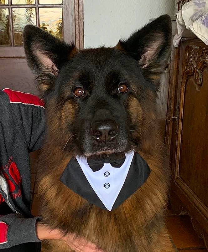 Newton participe au concours pour gagner de l'argent avec cette photo : art, canidae, carnivore, collar, companion_dog, dog, dog_breed, dog_collar, fawn, flooring, fur, guard_dog, king_shepherd, snout, sporting_group, whiskers, window, wood, working_animal, working_dog