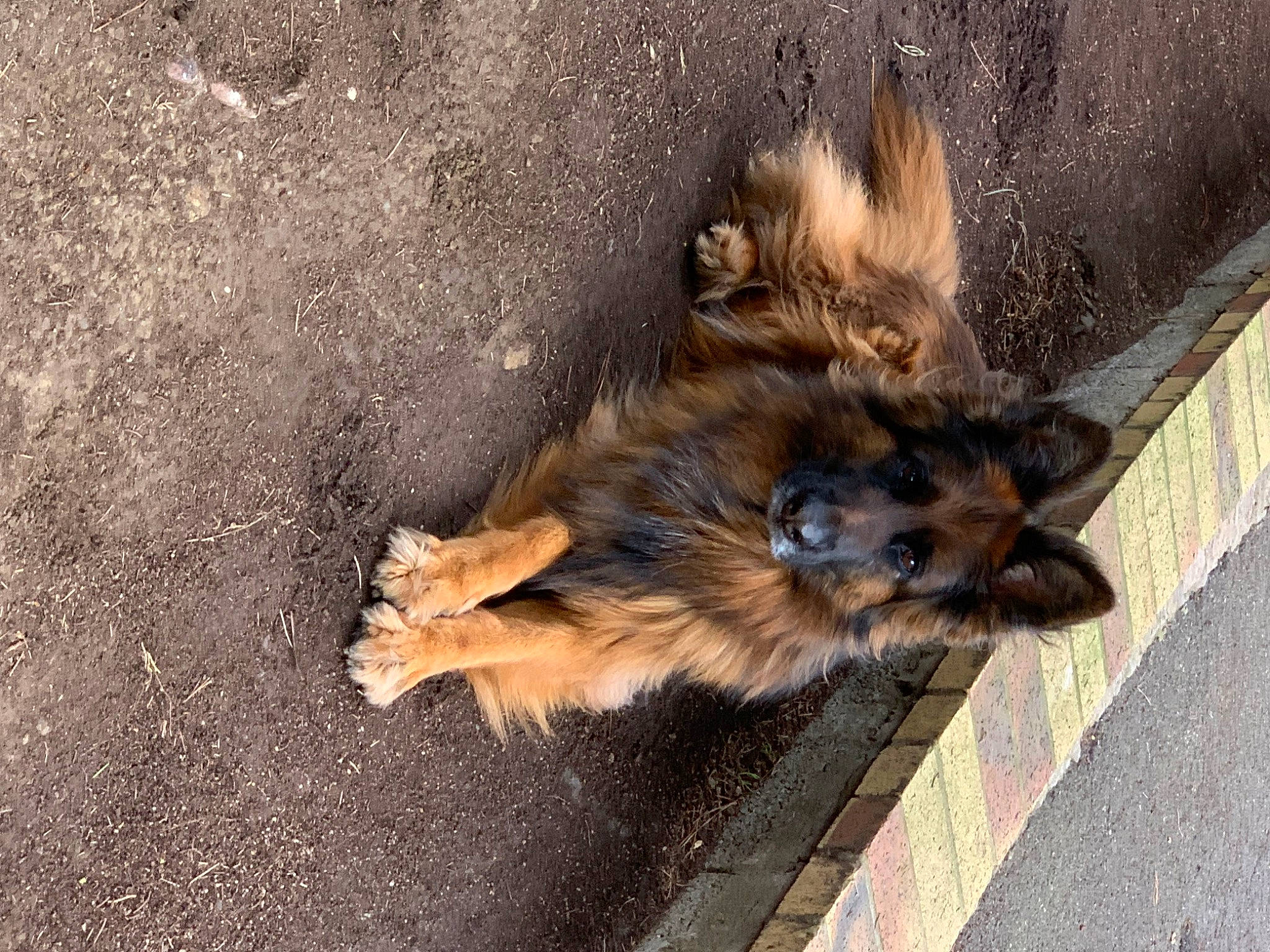 Omma a rejoint le concours — aidez-le/la à gagner de superbes lots ! asphalt, canidae, carnivore, companion_dog, dog, dog_breed, fawn, fur, german_spitz, liver, paw, road_surface, soil, sporting_group, tail, terrestrial_animal, toy_dog, whiskers