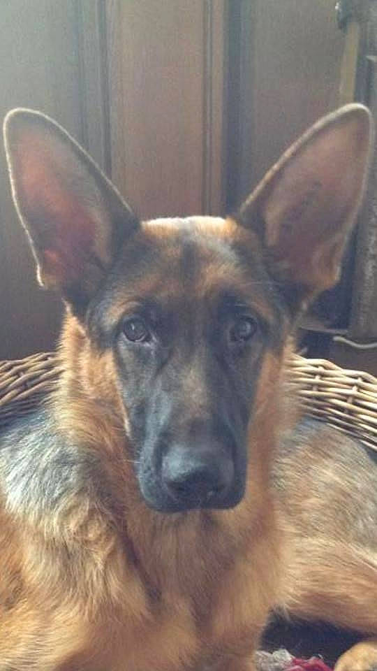 Jeff a rejoint le concours — aidez-le/la à gagner de superbes lots ! canidae, carnivore, companion_dog, dog, dog_breed, ear, east_european_shepherd, eye, fawn, german_shepherd_dog, guard_dog, herding_dog, king_shepherd, old_german_shepherd_dog, snout, sporting_group, terrestrial_animal, whiskers, working_animal, working_dog