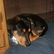 Hopper is registered to the contest to win money with this photo: dog, sleeping, resting, curled_up, black_and_tan, large_dog, canine, bed, blanket, bedroom, indoors, wooden_door, cardboard_box, collar, pet, cozy, nap, relaxed, portrait, home