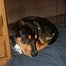 dog, sleeping, resting, curled_up, black_and_tan, large_dog, canine, bed, blanket, bedroom, indoors, wooden_door, cardboard_box, collar, pet, cozy, nap, relaxed, portrait, home