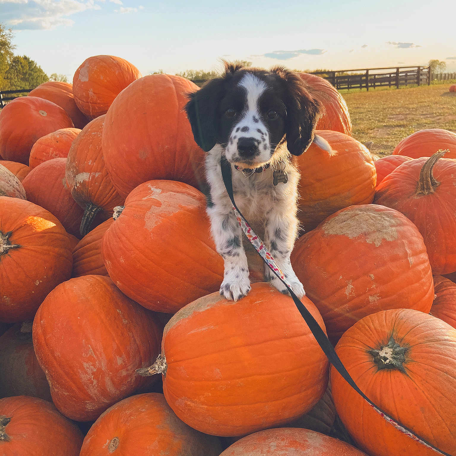 Tux joined the competition — help win amazing prizes! calabaza, canidae, carnivore, cucurbita, dog, dog_breed, gourd, orange, plant, pumpkin, spaniel, sporting_group, vegetable, winter_squash