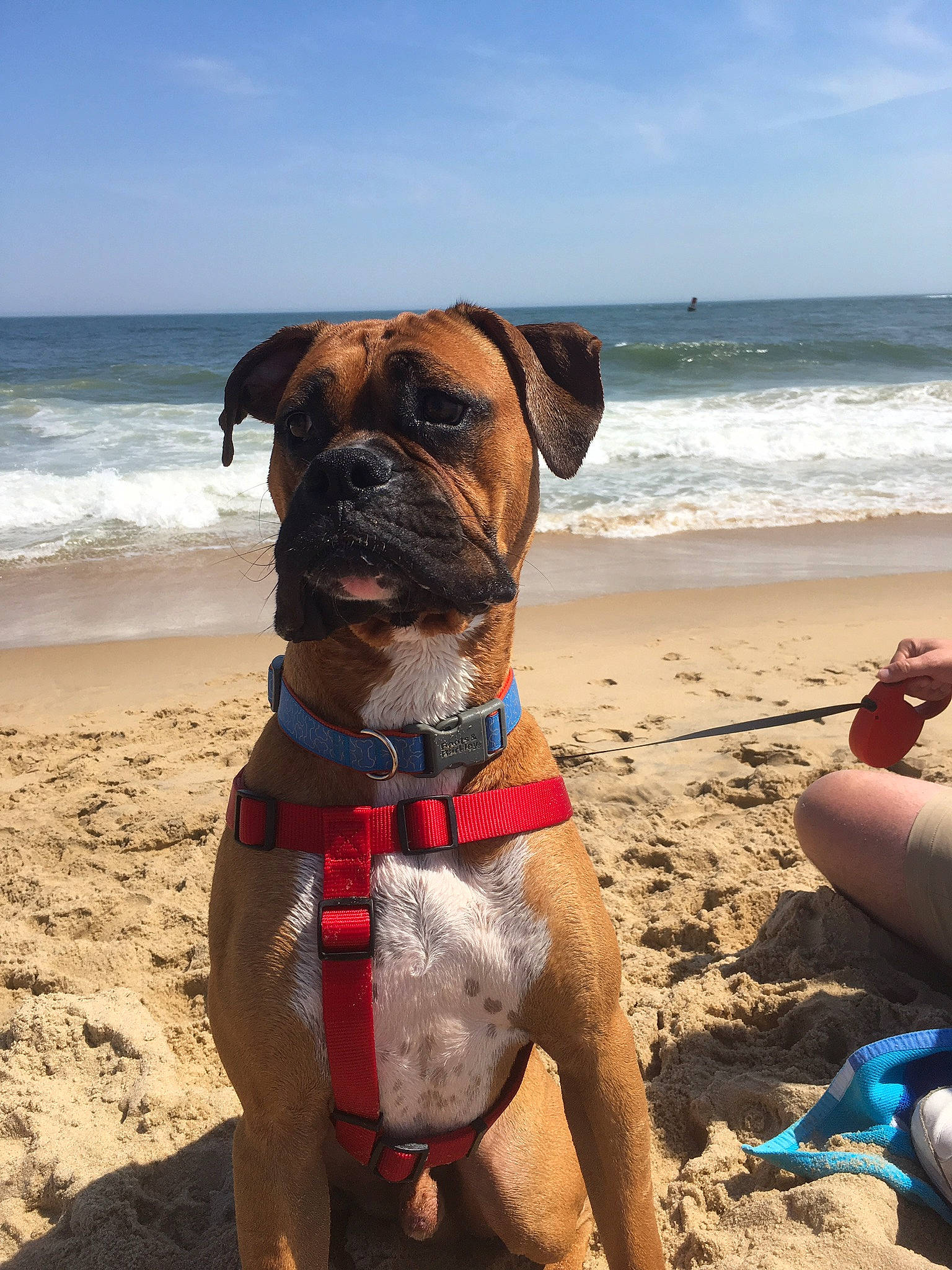 Bruno is registered to the contest to win money with this photo: beach, blue, boxer, carnivore, cloud, collar, companion_dog, dog, dog_breed, dog_collar, dog_supply, fawn, ocean, pet_supply, sand, sky, snout, sporting_group, water, working_animal