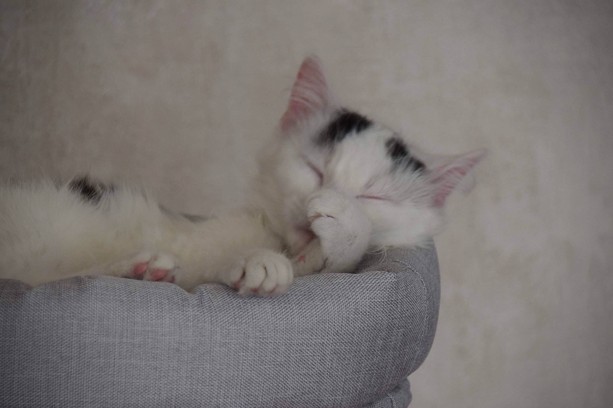 Roxy participe au concours pour gagner de l'argent avec cette photo : carnivore, cat, claw, comfort, domestic_short_haired_cat, fawn, felidae, foot, fur, nap, paw, ragdoll, sleep, small_to_medium_sized_cats, snout, tail, whiskers