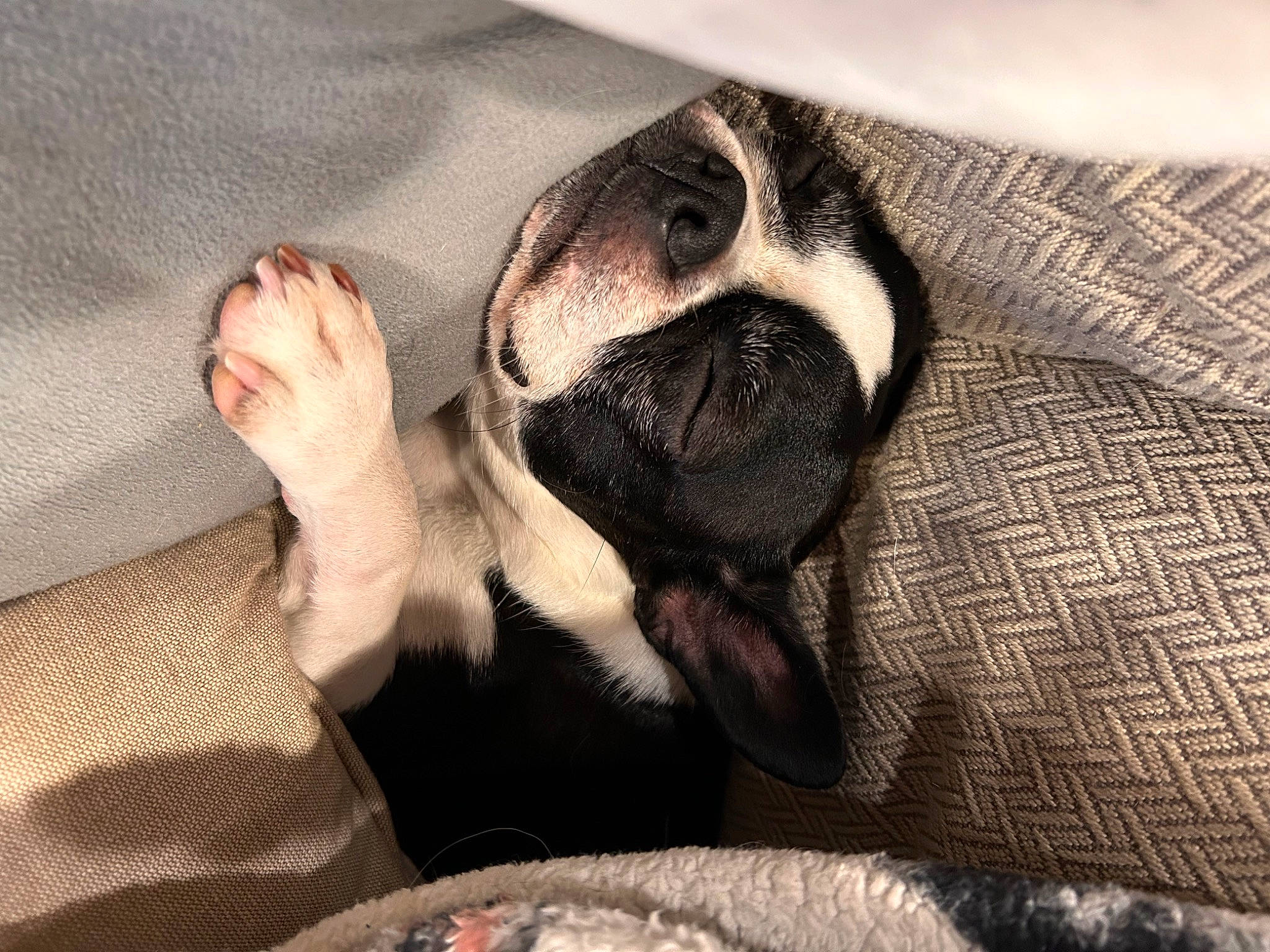 Daisy is registered to the contest to win money with this photo: canidae, carnivore, comfort, companion_dog, dog, dog_breed, fawn, foot, gesture, grey, human_leg, knee, linens, paw, snout, sporting_group, textile, tints_and_shades, whiskers, wrinkle