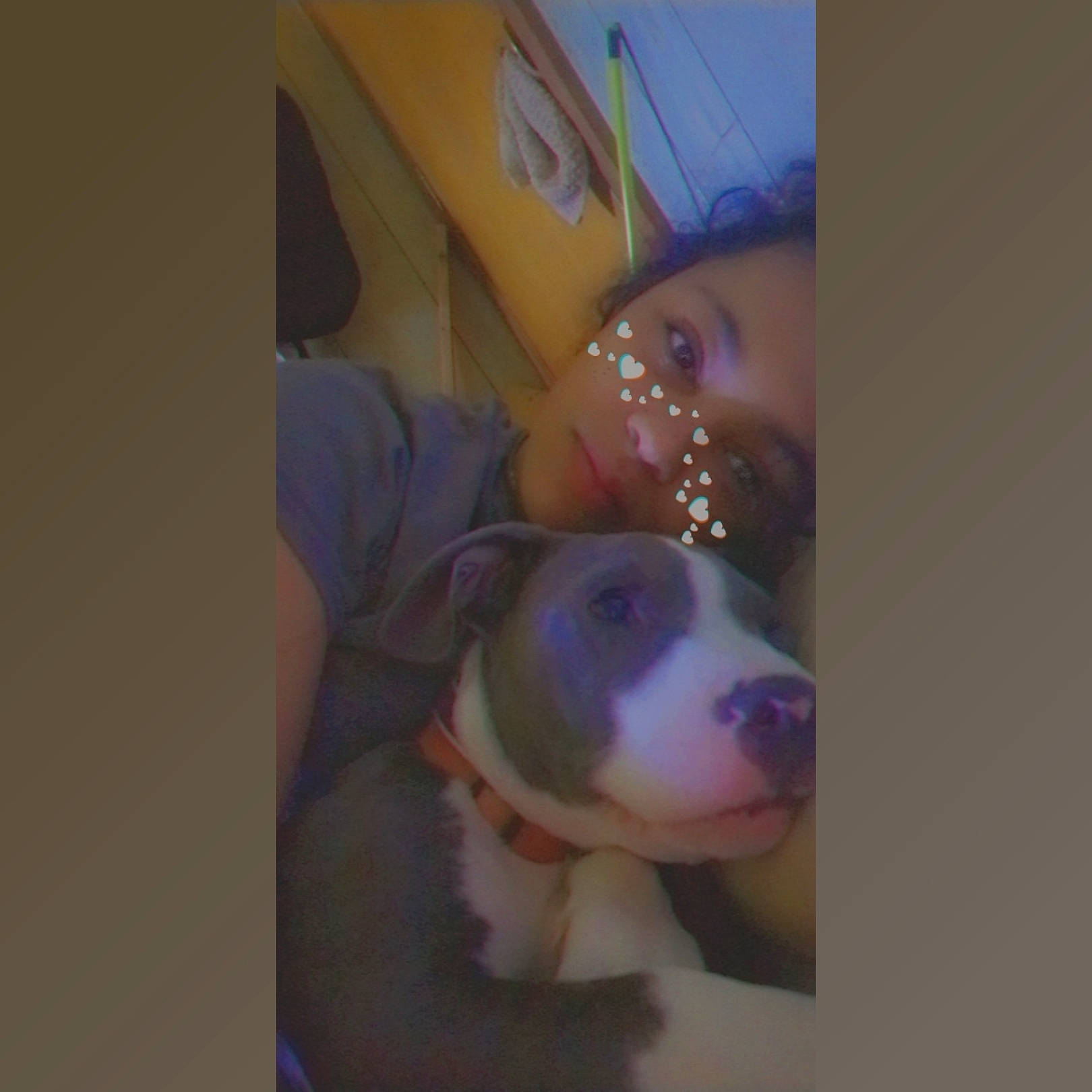 Luna Jean joined the competition — help win amazing prizes! american_pit_bull_terrier, american_staffordshire_terrier, bulldog, canidae, carnivore, cheek, dog, dog_breed, ear, fawn, jaw, non_sporting_group, nose, pit_bull, sporting_group