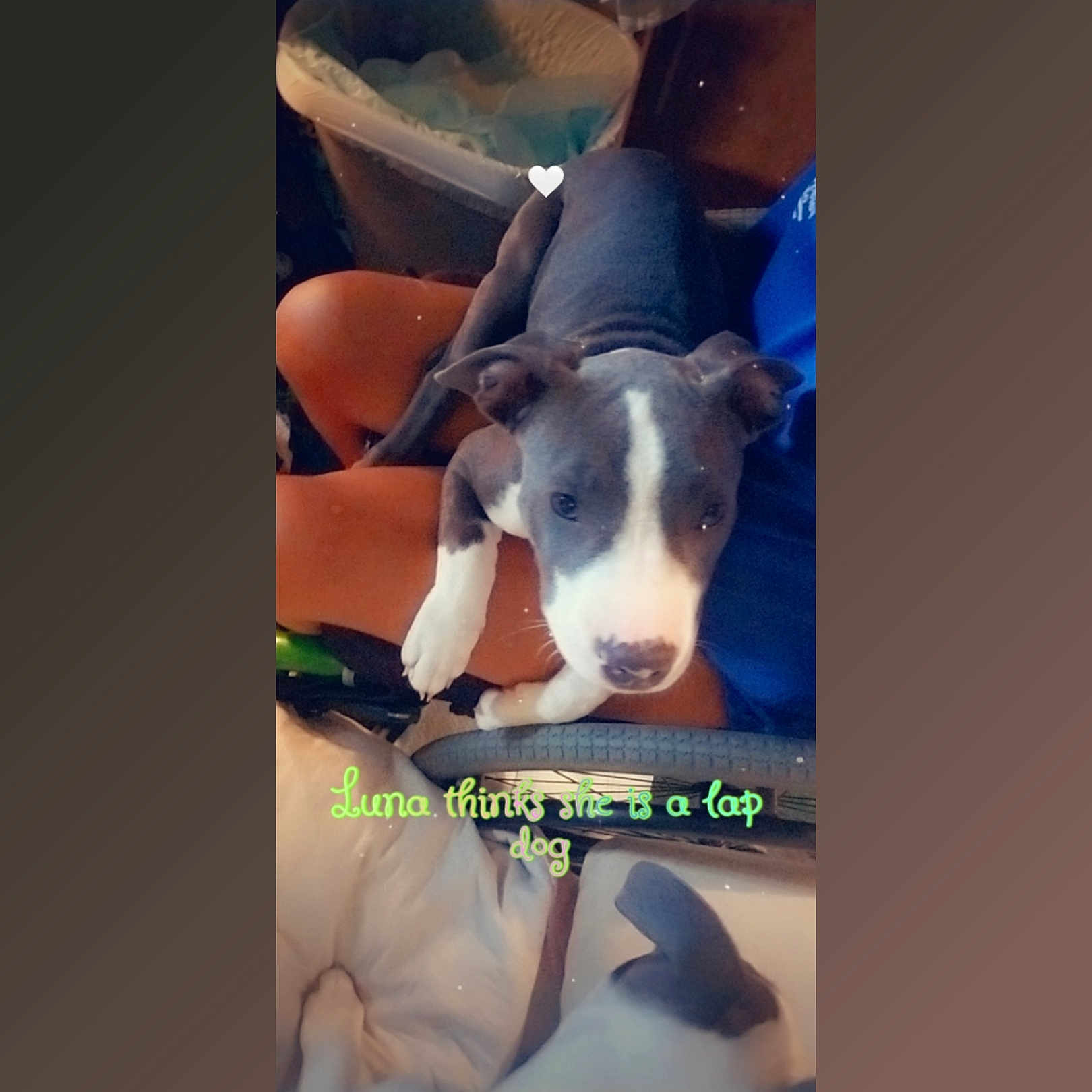 Luna Jean is registered to the contest to win money with this photo: american_pit_bull_terrier, american_staffordshire_terrier, bull_terrier, canidae, carnivore, companion_dog, dog, dog_breed, fawn, mammal, non_sporting_group, photo_caption, pit_bull, puppy, sporting_group, vertebrate