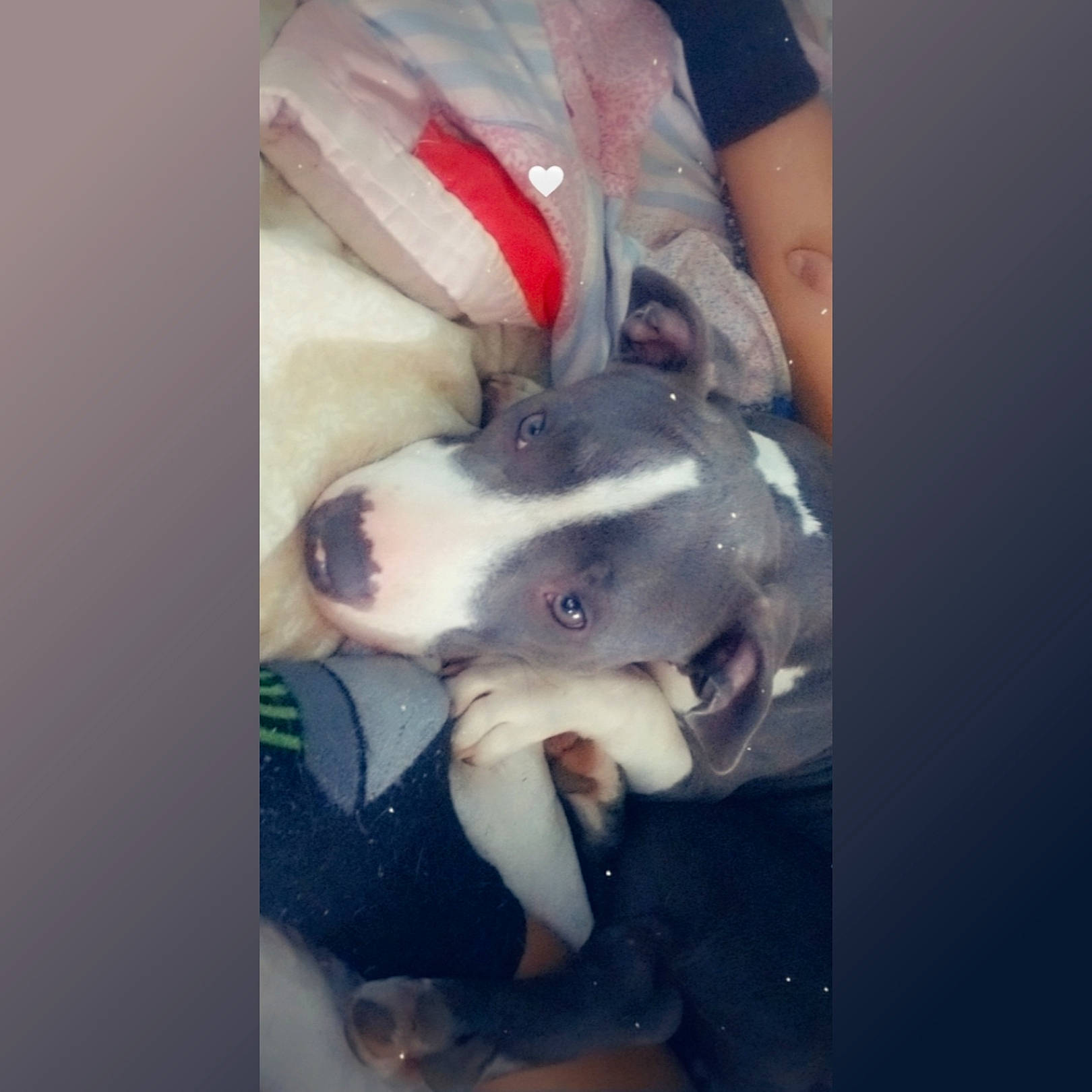 Luna Jean is registered to the contest to win money with this photo: american_pit_bull_terrier, boston_terrier, bull_terrier, canidae, carnivore, dog, dog_breed, ear, eye, french_bulldog, head, jaw, love, non_sporting_group, nose, pit_bull, puppy, selfie